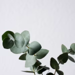 Eucalipto Oli Essenziali per la Stagione Influenzale